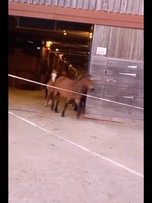 A post by @apropos_4 on TikTok caption: sortie au prés pour les poneys #pourtoi #likе #cheval #foryou #equitation #prés#sortie #free