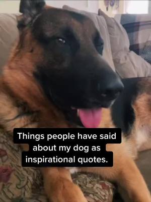 A post by @traciepetmomextrdinaire on TikTok caption: Sweet Vader. He is perfect to us ❤️#fyp #TalkingTree #foryoupage #fypシ #gsd #feature #inspirationalquotes #germanshepherd #puppy #perfect#puppylove #dog