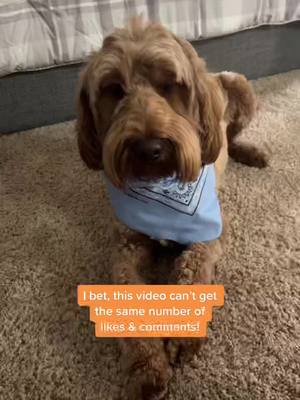 A post by @goldendoodle.family on TikTok caption: Can y’all do it? #likes #comments #same #milo #boi #miloboi #cute #cutedog #dog #doggo #goldendoodle #tiktok #foryou #foryoupage #fyp #windy