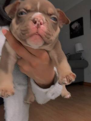 A post by @houstonpuppys on TikTok caption: #fyp #bully