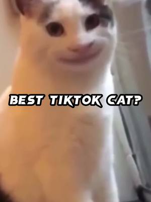 A post by @michaelelgatocat on TikTok caption: who is best cat? 🐱 #dudul #dudulers #elgato #munchkincat #viral #fypシ #cat #catsoftiktok #cute #trend #floppa #bingus