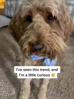 A post by @goldendoodle.family on TikTok caption: What do you guys think? 🤔 #question #milo #boi #miloboi #goldendoodle #tiktok #foryou #foryoupage #fyp #fypシ #family #friday