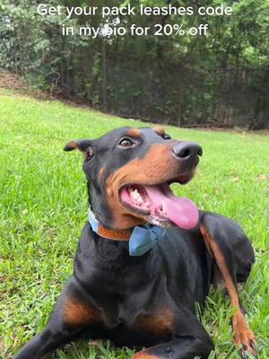 A post by @demithedobbie on TikTok caption: Look how beautiful she looks. Get your fur babies their own @Pack Leashes  #packleashes #demithedobbie #sanantonio #PringlesCanHands #TalkingTree #dobermans_of_tiktok #fyp #lgbt #viral