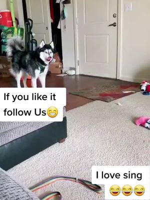 A post by @puppiesworld21 on TikTok caption: I love sing😅🤣🤣#doglife #doglove #animalsoftiktok #animals #fyp #puppiesoftiktok #puppies #dog #dadsoftiktok #dogsofttiktok