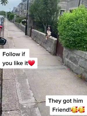 A post by @puppiesworld21 on TikTok caption: Thwy got him Friend!#dogsofttiktok #dog #puppies #puppiesoftiktok #fyp #animals #animalsoftiktok #doglife #cute