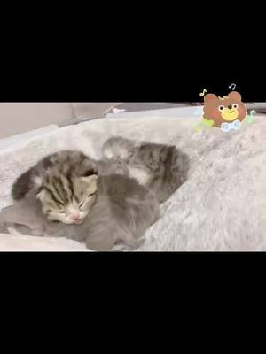 A post by @ming334420 on TikTok caption: #cat