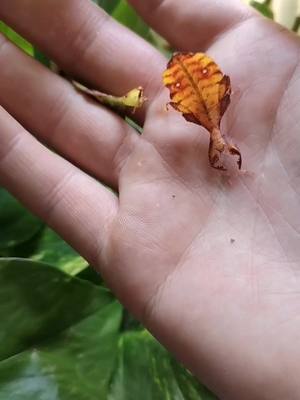 A post by @teddytuconnais on TikTok caption: Quelques phasmes feuilles 🙂#phasme #pourtoi #reptile #insecte #leaf #nature #phyllium #foryou