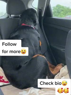 A post by @puppiesworld21 on TikTok caption: He never forget this.. #doglover #dogsofttiktok #doglife #animalsoftiktok #fyp #animals #animalsoftiktok #puppiesoftiktok #doglove #funny