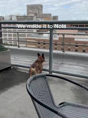 A post by @ on TikTok caption: Zulu made it to New Orleans! Part 2. #nola #louisiana #frenchie #frenchiesoftiktok #itstimthefrenchie #roadtrip #fyp #burbonstreet #penthouse