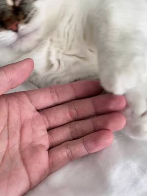 A post by @littlemunchiepooky on TikTok caption: My cat loves to hold hands for naps♥️😌 #onlyinmycalvins #PringlesCanHands #TalkingTree #catsoftiktok #fyp #foryou #foryourpage #PetsOfTikTok #podcast #cartok #GenshinImpact #traveltiktok #documentary #earthday #coffee #munchkin #pet #paws #cute