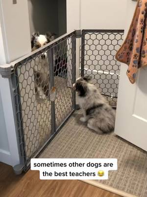 A post by @lifeoflaulau on TikTok caption: Older dog had enough of puppy’s whining😂 #fedup #helearnedrealfast #miniaussie #cutedog #funnydog #DogTraining