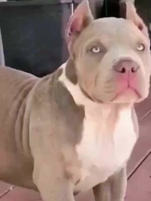 A post by @bigguy.puppy on TikTok caption: Watch till the end.[credit @neopoznan.andrey]#americanbully #bully #popular #fyr #edits #walpapper #dogs #dogo #foryou #dogsoftiktok #foryoupage