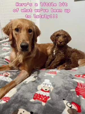 A post by @stellaandnelliee on TikTok caption: Here’s a little update of what we’ve been up to!😃 #goldengirls #goldensisters #puppiesoftiktok #golden #goldendoodle #goldenretriever