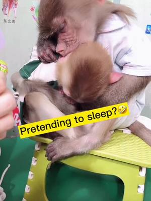 A post by @babymonkey986 on TikTok caption: Who’s pretending to sleep?😭🤪🤪#foryou #monkeysoftiktok #funny #tiktok #baby #animal #monkeylove #baby