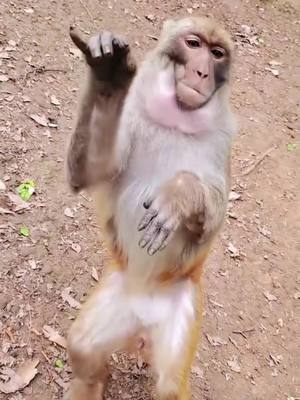 A post by @babymonkey986 on TikTok caption: #monkeysoftiktok #foryou #funny #tiktok #baby #animal #monkeybaby #animals #monkeylover