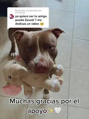 A post by @zeuselpitbull on TikTok caption: Responder a @aracelyvr0 Los quiero mucho amig@s 🐾 #pitbull  #dogsofttiktok #puppylove  #foryoupage #puppytiktok