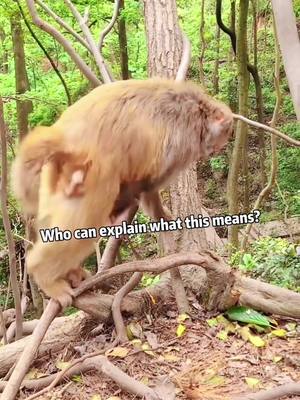 A post by @babymonkey986 on TikTok caption: Who can explain what this means?#monkeysoftiktok #foryou #funny #animals #monkeybaby #monkeylove