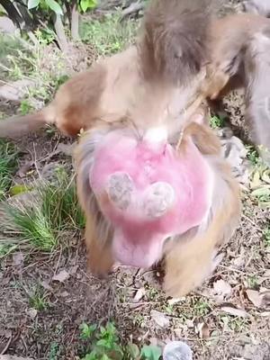 A post by @babymonkey986 on TikTok caption: #monkeysoftiktok #foryou #funny #animals #monkeybaby #monkeylove #tiktok