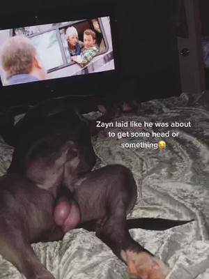 A post by @hechocolate97 on TikTok caption: My forever love ❤️ #pitbull #zayn #pitbullsoftiktok