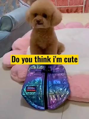 A post by @storiesofanimals on TikTok caption: #foryou #dogs #funnyvideos