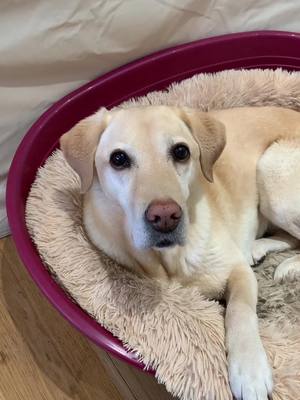 A post by @bellathelabrador0 on TikTok caption: Bella loves a chin rub! #fyp #yellowlabrador #bellathelabrador #cutedogs