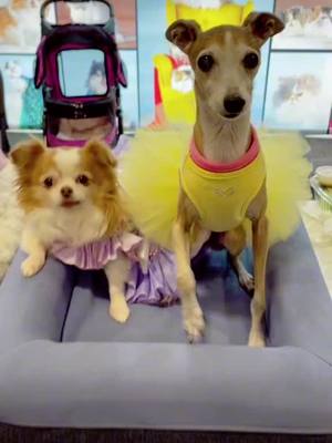 A post by @thefurrybeauties on TikTok caption: We all supawmodels ..taken from @iggychelsea #models #dogsofttiktok #beautiful