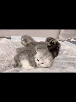 A post by @ming334420 on TikTok caption: #cat #lovely #cute a lovely family