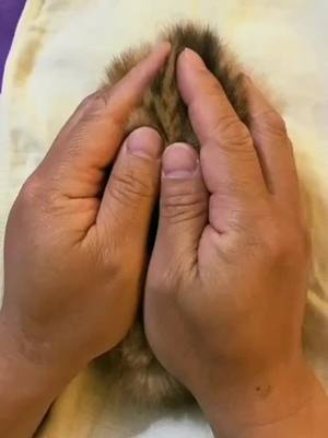 A post by @lifetip22 on TikTok caption: #greenscreenvideo #cutepet #fypシ