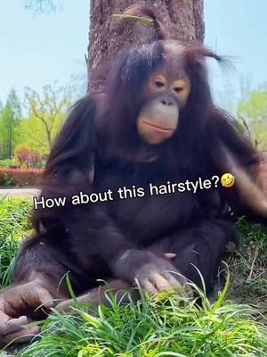 A post by @babymonkey986 on TikTok caption: How about this hairstyle? 😂 #monkeysoftiktok #foryou  #funny #animals #monkeybaby #tiktok