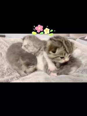 A post by @ming334420 on TikTok caption: #cat #lovely #cute #friends  #pet            A group of little cute ☺️