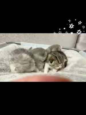 A post by @ming334420 on TikTok caption: #cat #lovely #cute #friends   adorable 😊😁😀