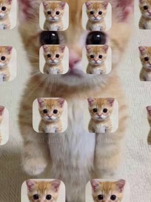 A post by @michaelelgatocat on TikTok caption: welcome to my el gato iphone 🐱❤️ #dudul #dudulers #elgato #munchkincat #viral #fypシ #cat #catsoftiktok #cute #meme #lowqualitymemes #funny #iphone