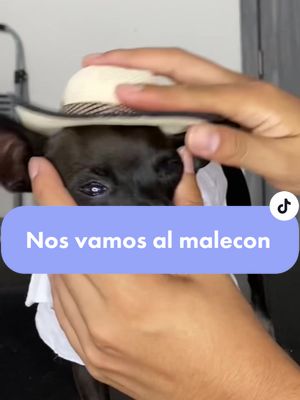 A post by @takitoymuneca on TikTok caption: Nos vamos al malecón por un esquite🌽#viraltiktok #fypシ #perrostiktokers