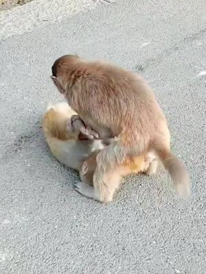 A post by @babymonkey986 on TikTok caption: #monkeysoftiktok #animals #foryou #funny #monkeylove