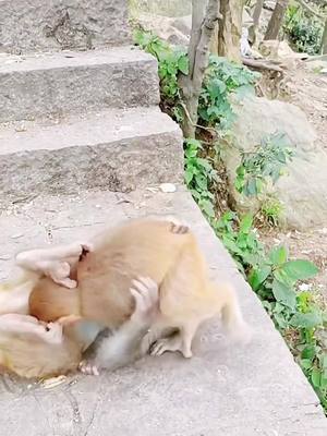 A post by @babymonkey986 on TikTok caption: #monkeysoftiktok #animals #foryou #funny #monkeybaby