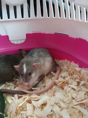 A post by @niffyrats on TikTok caption: Meet Remus (Agouti) and Lupin (Agouti Essex dumbo)! Two lovely bucks who we collected from the May NFRS show 😄 #pets #PetsOfTikTok #animals #ratshow #show #rodentsoftiktok #rodents #ratmom #petrats #rats #fancyrats #ratsoftiktok