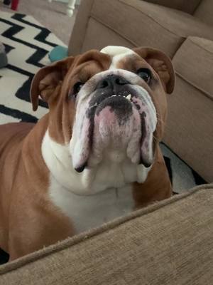 A post by @sirrolo on TikTok caption: #LIKEABOMBSHELL #fyp #sayhi #bulldog #follow #dog #pet #foryou