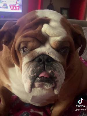 A post by @sirrolo on TikTok caption: #fyp #starbucks #bulldog #sad #follow #repost #dog #foryou