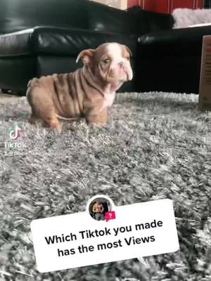 A post by @biggie_remi_bulldogs on TikTok caption: #answer to @rodgardner87 #puppy #cute #fyp #englishbulldog