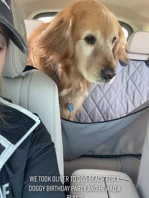 A post by @goldenoliversmom on TikTok caption: Beach doggo Pawty for @ladyandtheblues ⛱☀️🐾 #socal #huntingtonbeach #dogbeach #waterdog #waterdoggo #goldenretriever #goldens #goldenretrieverlife #dogsoftiktok #dogs