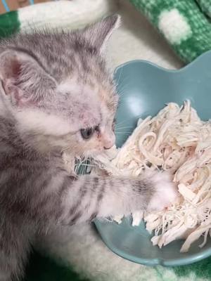 A post by @ecoozz on TikTok caption: Don’t touch my food.#cutecat #kittencat #catslovers #cute #foryou