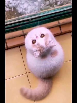 A post by @ecoozz on TikTok caption: Wag tail.#cutecat #kittencat #catslovers #foryou