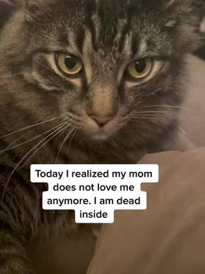 A post by @traciepetmomextrdinaire on TikTok caption: Pippin is always dramatic! #fyp #FORDfortheBuilders #foryoupage #fypシ #LIKEABOMBSHELL #feature #dramatic #funny #cute #cat #catsoftiktok #petmom #fypage #funnyy #pippin