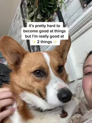 A post by @morganmichotte on TikTok caption: Iykyk #greenscreenvideo #tater #fyp #corgi #metgala