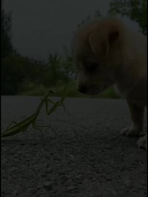 A post by @lifetip22 on TikTok caption: #cutepet #fypシ