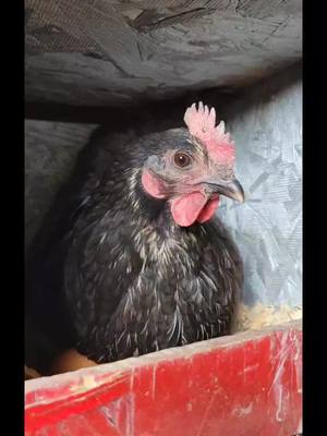 A post by @ashleyac_utah on TikTok caption: my morning routine. baby butt check and egg collecting #chickens #babybutt #eggs