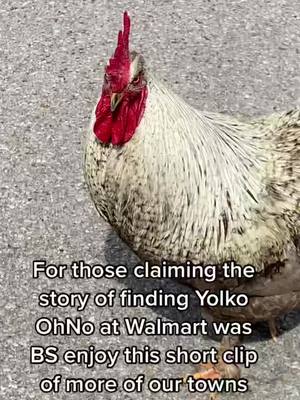 A post by @toilandtrouble77 on TikTok caption: More proof for those claiming Yolko’s rescue video was BS and doubted we have free roaming chickens all over our town..enjoy 😏 #chicken #poltry #rooster it was hard not to take this one home too 😅 so friendly 🥰