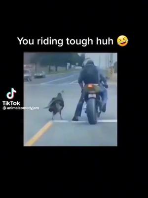 A post by @splashy2splash on TikTok caption: #animalcomedyjam #funnymemes #fypシ #meme #fypage #memes #viral