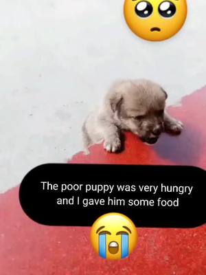 A post by @wyy521999 on TikTok caption: What do you think? Follow me for more #cute #lovely #pet #puppy #foryou #fyp