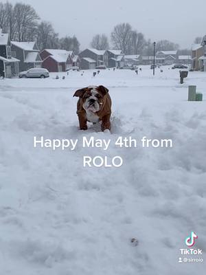 A post by @sirrolo on TikTok caption: #starwars #foryou #ShowYourJOWO #bulldog